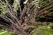 Sphaerostephanos heterocarpus - 13.jpg